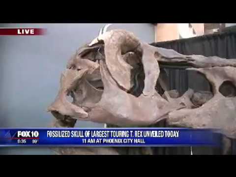 Victoria the T. rex dinosaur exhibition | Fox10 Phoenix - YouTube