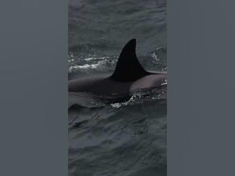 Do orcas eat moose #shorts - YouTube