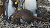 親に甘えるペンギンの赤ちゃん  