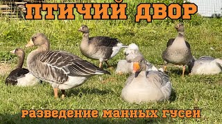 Разведение манных (подсадных) гусей. Дикие гуси.