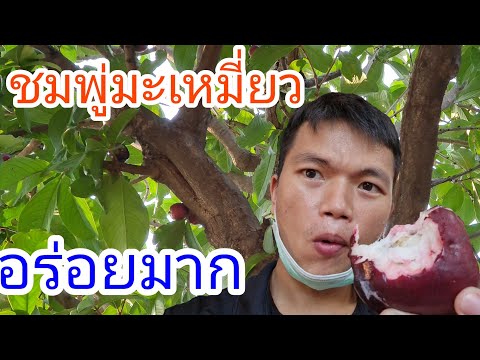 ชมพู่มะเหมี่ยว หวาน กรอบ อร่อย พาไปเก็บมะเหมี่ยวใหม่จากต้นสดจากสวน อร่อยมากครับ