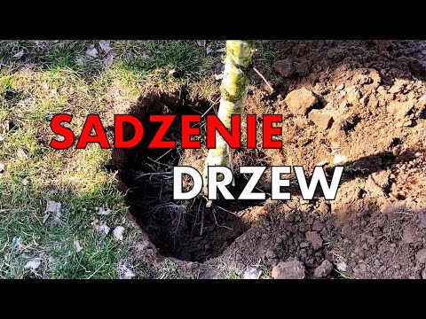 Wideo: Jak hodujesz duże drzewo?