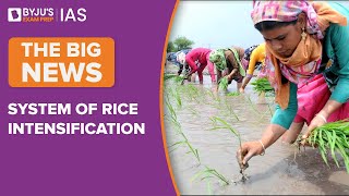 System of Rice Intensification - How This Method of Sowing Paddy Saves Water & Improves Yield?