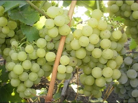 Видео: Когда собирать мускатный виноград?
