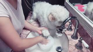 ヌーヌー、足を洗う Nunu's foot bath in the small sink