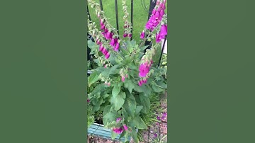 Thumbnail of How to Get a lot of Flowers from one Foxglove Plant | GlasGrow Gardens 2023 #shorts #shortvideo