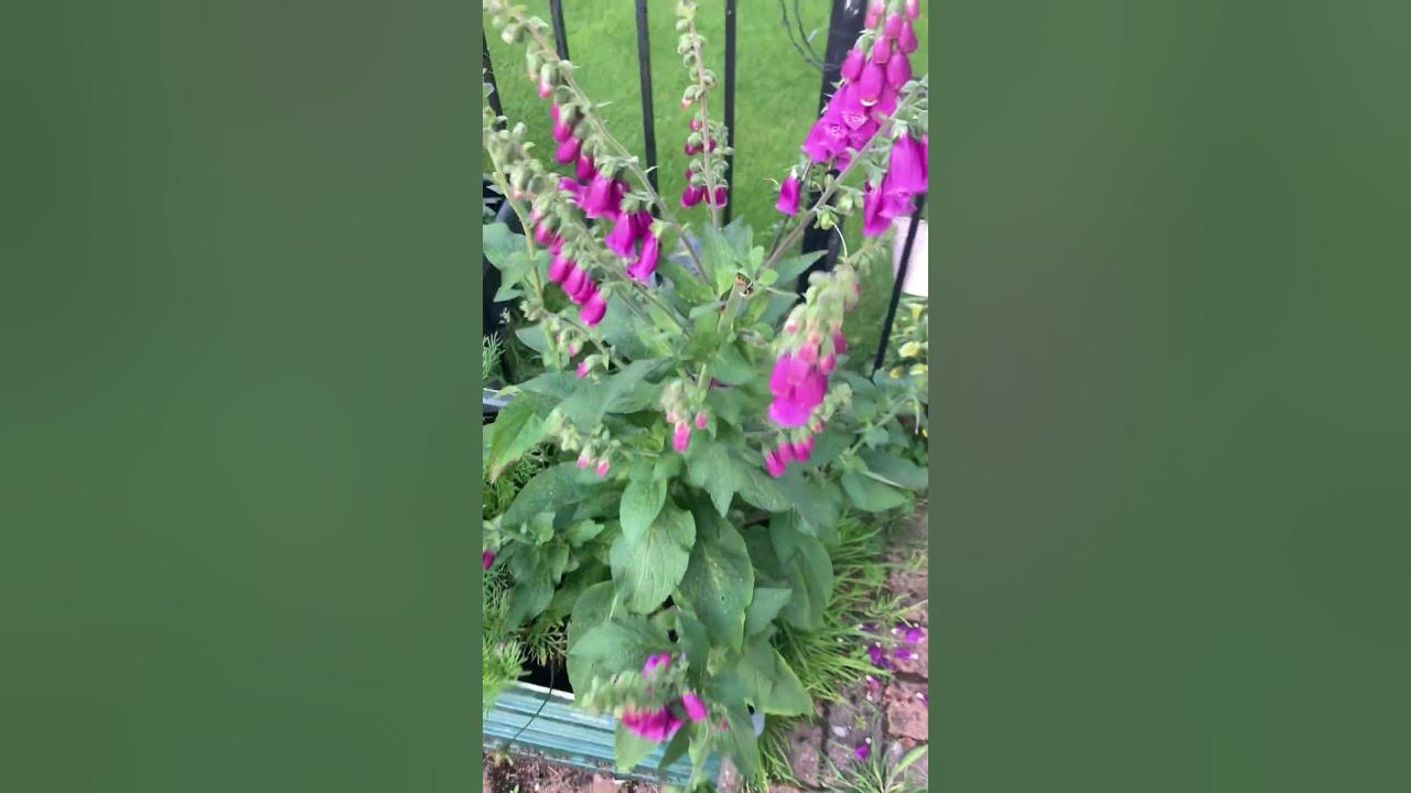 How to Get a lot of Flowers from one Foxglove Plant | GlasGrow Gardens 2023 #shorts #shortvideo How to Get a lot of Flowers from one Foxglove Plant | GlasGrow Gardens 2023 #shorts #shortvideo