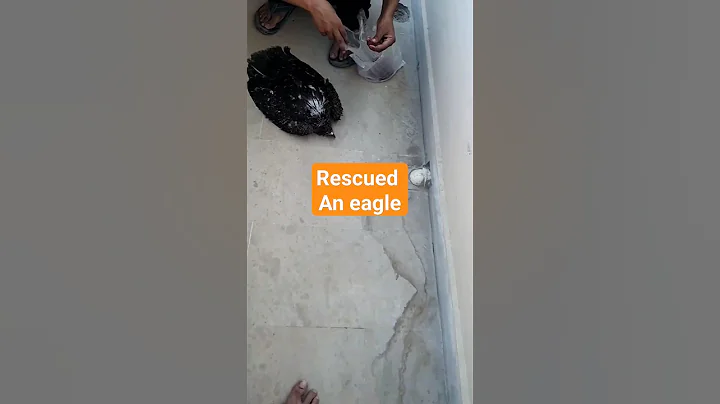 Eagle makes HILARIOUS face after Being Rescued | #hawks #birds #shorts #pets out