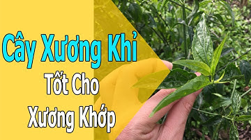 Cây Xương Khỉ - Bìm Bịp Hỗ Trợ Chữa Đau Nhức Xương Khớp Liền Xương
