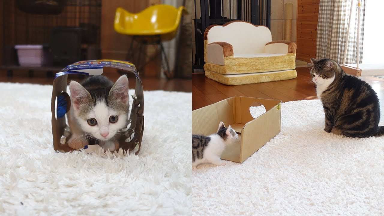 歯磨きの練習をする子ねこ Kitten Miri Practices Teeth Brushing 的youtube视频效果分析报告 Noxinfluencer