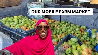 What it’s like GROWING and SELLING TOMATOES 🍅 in Hargeisa Somaliland 2024