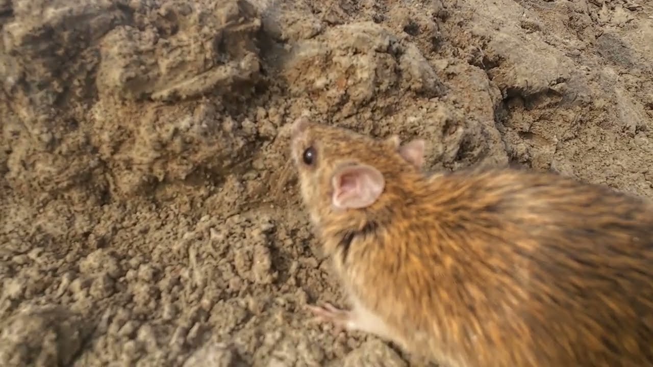 Wild Rat Activity on Riverside Farmland | Rural Life