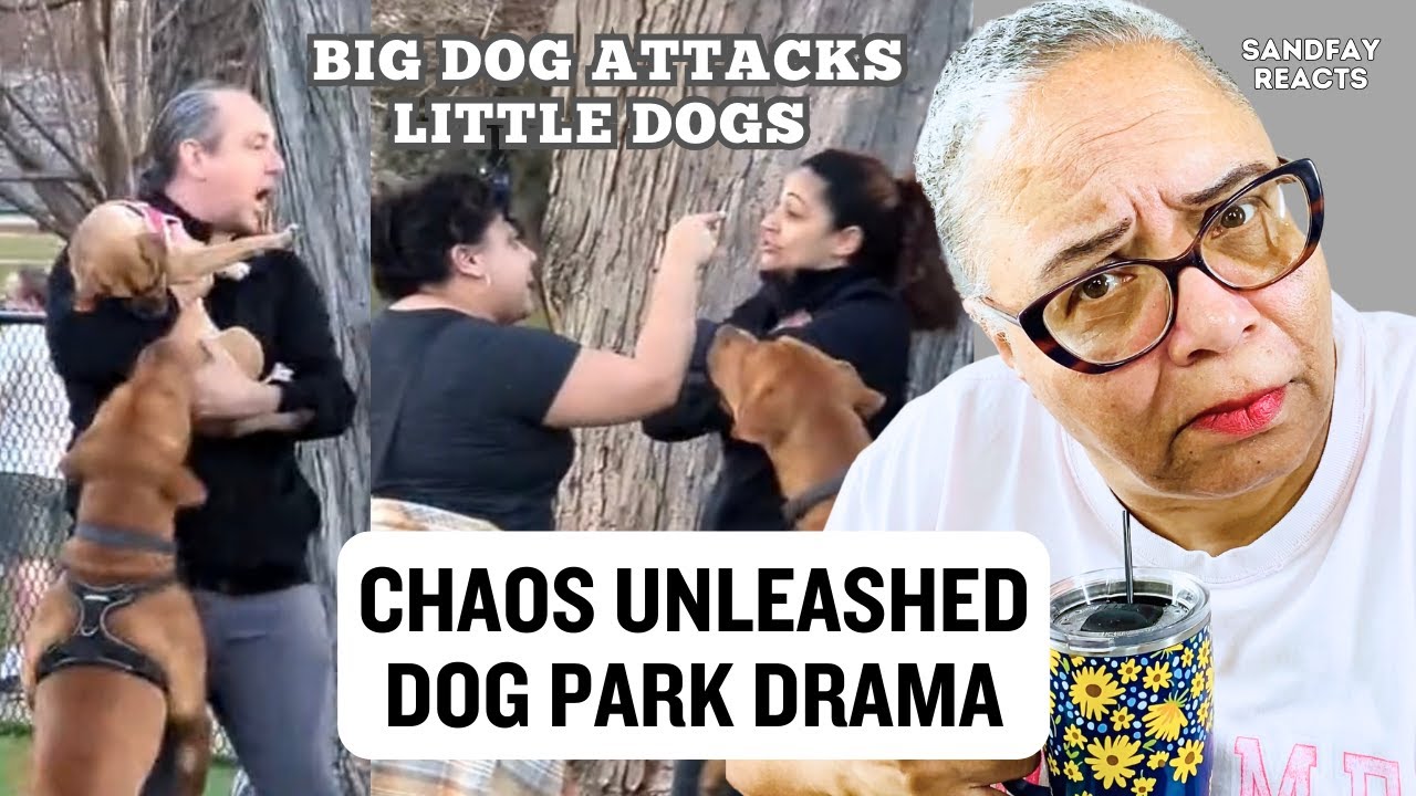 Chaos Erupts Inside Dog Park Big Dog Attacks Small Dogs Owners Are