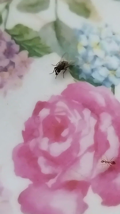 lalatX #fypviralシ #videoreelsシ #horor #animals