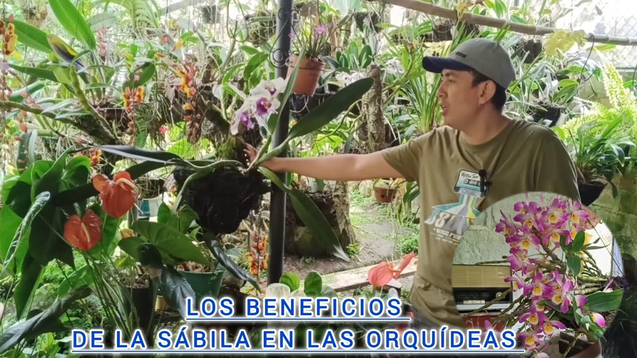 El profe Leonardo nos enseña los cuidados de las orquídeas y sus abonos orgánicos