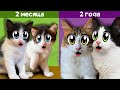 КАК РОСЛИ ЮГИ и ЯНИ! МАЛЕНЬКИЕ КОТЯТА И ИХ ПЕРВЫЕ 24 ЧАСА! ИСТОРИЯ БЕЗДОМНОЙ КОШКИ ИСЫ! СМЕШНЫЕ КОТЫ image