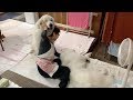 お母さんに仕事をさせないルンルンとアランです　Great Pyrenees　グレートピレニーズ