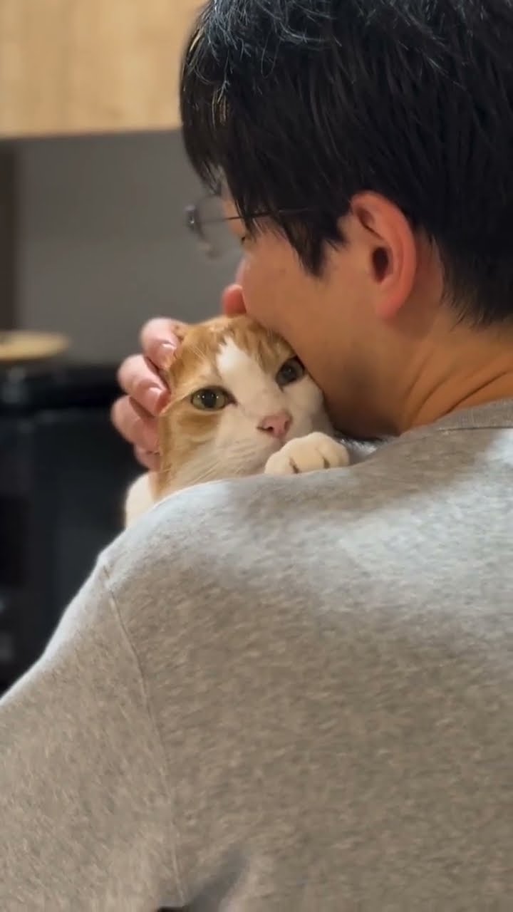 C magnifique vidéo chat nature