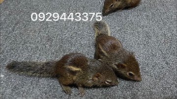 Giới thiệu tổng quan về Sóc Đất. Lh mua sóc đất con 0929443375