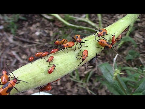 Quick, Easy, Inexpensive, and Effective Way To Get Rid of Milkweed Bugs
