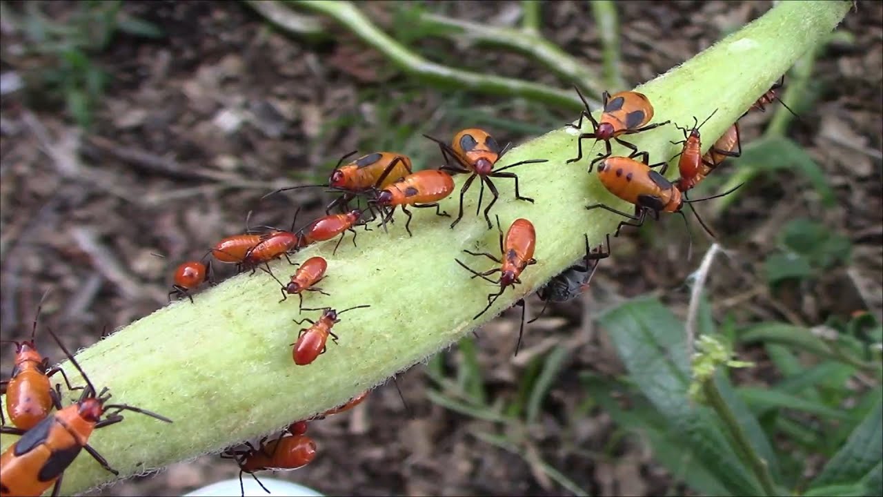 Quick, Easy, Inexpensive, and Effective Way To Get Rid of Milkweed Bugs 
