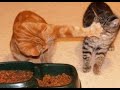 🐈 Уйди, ты не голодный! 🐕 Смешное видео с котами и котятами для хорошего настроения! 🐱