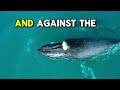 A whale Got Rescued…Then Came Back