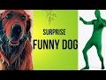 Puppy Dog Dances With Green Suit Woman: The Funny DOG is Surprised
