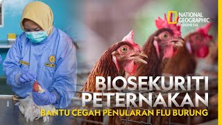 Mencegah Flu Burung pada Itik & Ayam. 