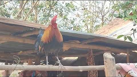 qaib dib tuaj zoo 02054447366