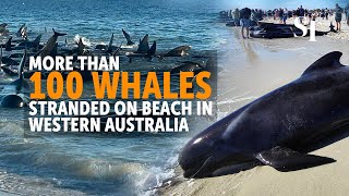 Stranded pilot whales spark massive rescue effort
