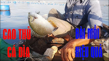 [ NGHỀ BIỂN 2 ] Cao Thủ Câu Cá Dìa Chia Sẻ Kinh Nghiệm Cột Rường Và Bài Mồi Hiệu Quả