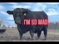 Angry bull misses dinner, turn up the volume!