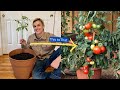 How to Transplant TOMATO Plants Correctly