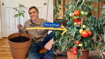 How to Transplant TOMATO Plants Correctly