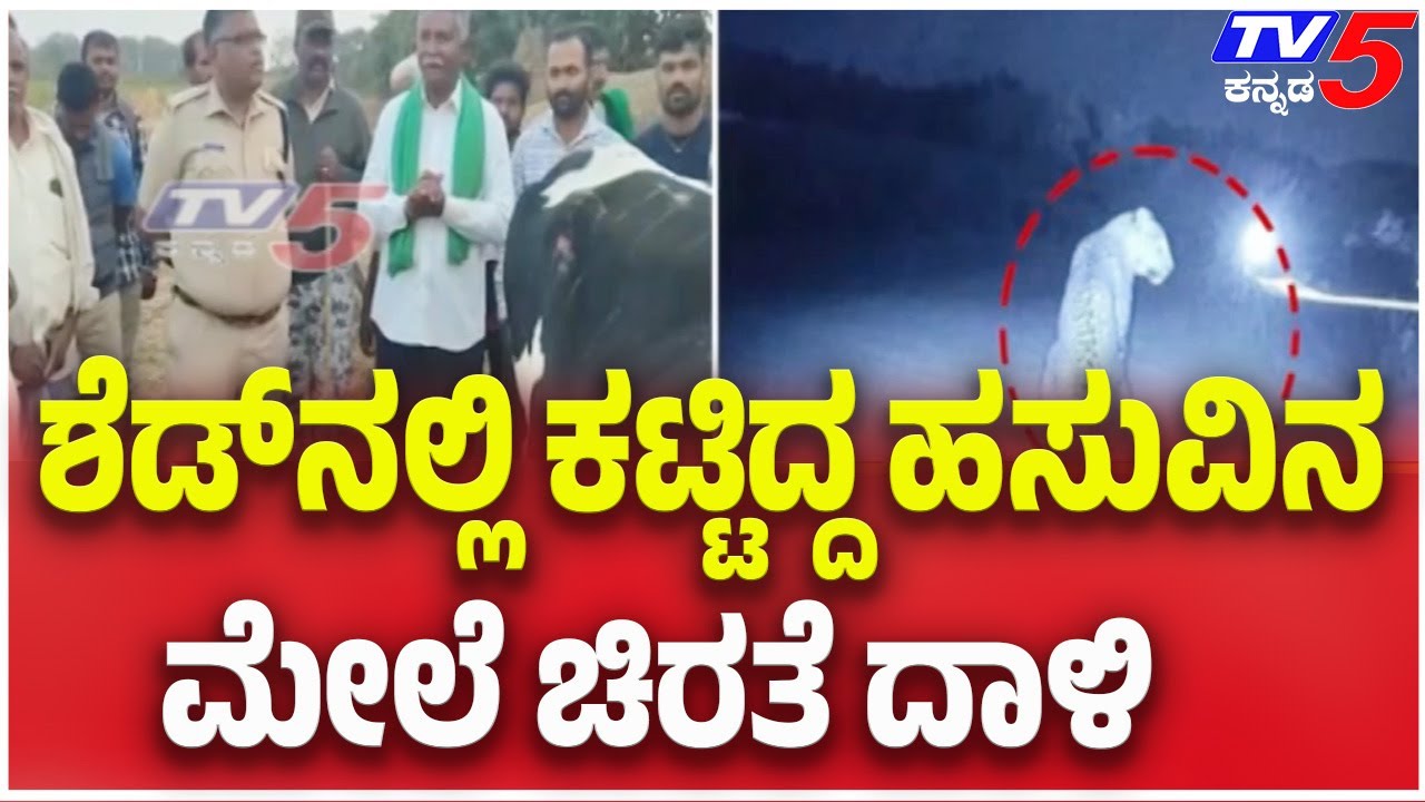 Leopard Attacks Cow In Hubballi | ಶೆಡ್ ನಲ್ಲಿ ಕಟ್ಟಿದ್ದ ಹಸುವಿನ ಮೇಲೆ ಚಿರತೆ ದಾಳಿ | TV5 Kannada