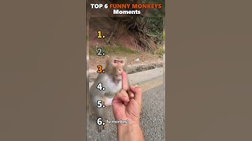 Ranking Best Funny Monkeys Moments😂😂😂😂