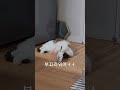 집사의 시선이 부끄러운 고양이 애교발사 #개냥이 #shorts