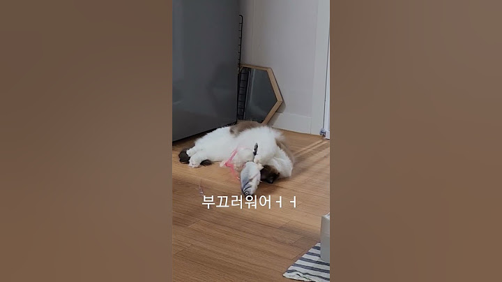 집사의 시선이 부끄러운 고양이 애교발사 #개냥이 #shorts