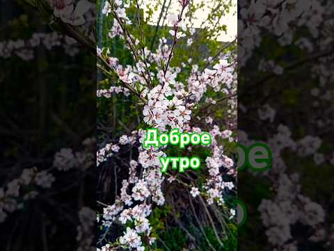 Доброе утро🌸💚☀️🏞️❤️