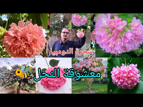 شجرة الدومبيا أو الثريا  مذهلة معشوقة النحل قوية اكليل العروس تلائم أجواء الدول العربية