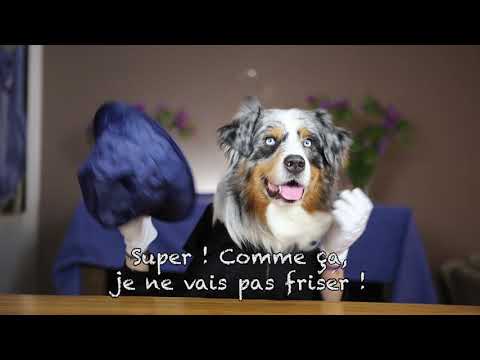 Vidéo: Chapeaux de pluie pour chiens