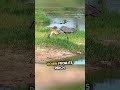 Lazy eagle tries to steal herons catch watch till the end shorts