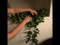 I Bought A Fake Ivy Plant From Wish!!! | Wish Tiktok Reviews