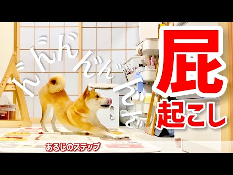 柴犬こむぎ専用の目覚まし時計が鳴った日の三浦半島ジブリ〜観音崎公園〜【あるじのステップ】