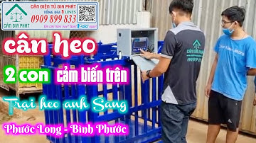 Cân điện tử cân heo 2 con JWI-520 500kg 1 tấn 2 tấn - cảm biến trên - Trại heo a Sang ở Bình Phước