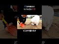 【㊗️400万再生】AI幼稚園児のヤバすぎる日常#ai #幼稚園 #犬 #aishorts #面白い