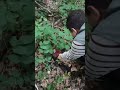 Собираем грибы с Леханом в лесу Адыгеи.