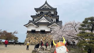 彦根城🏯（滋賀県彦根市）2025年4月10日（木）😎😎😎