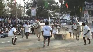 2014 Mahanandi Bulls Show,Seniours category,Dr.K.N.Rao